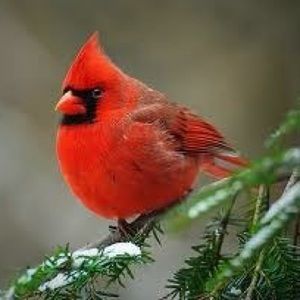 Meet your Posher, Carmelita